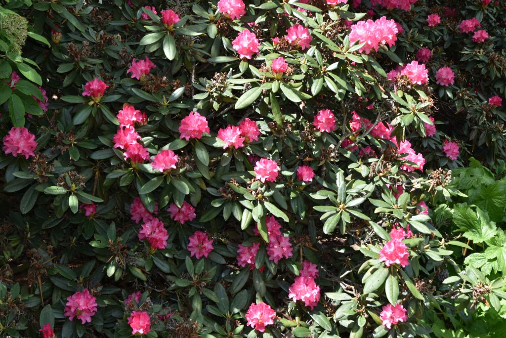 Rododendron Kantilene