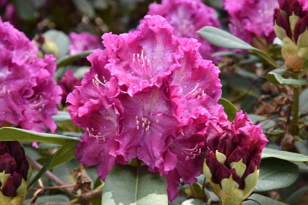 Rododendron Kokořín