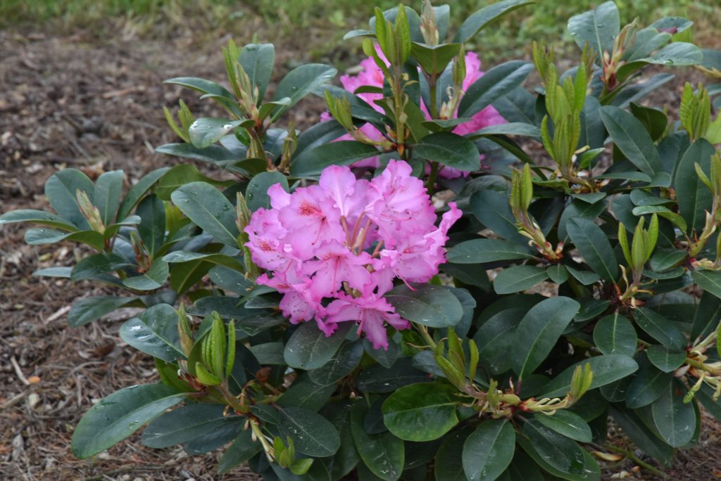 Rododendron Kozákov