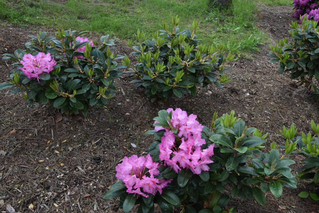 Rododendron Kozákov