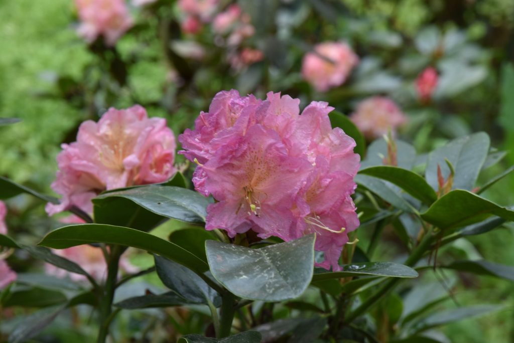 Rododendron Zvíkov