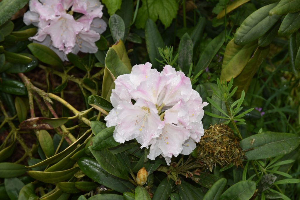 Rododendron Yakushimanum