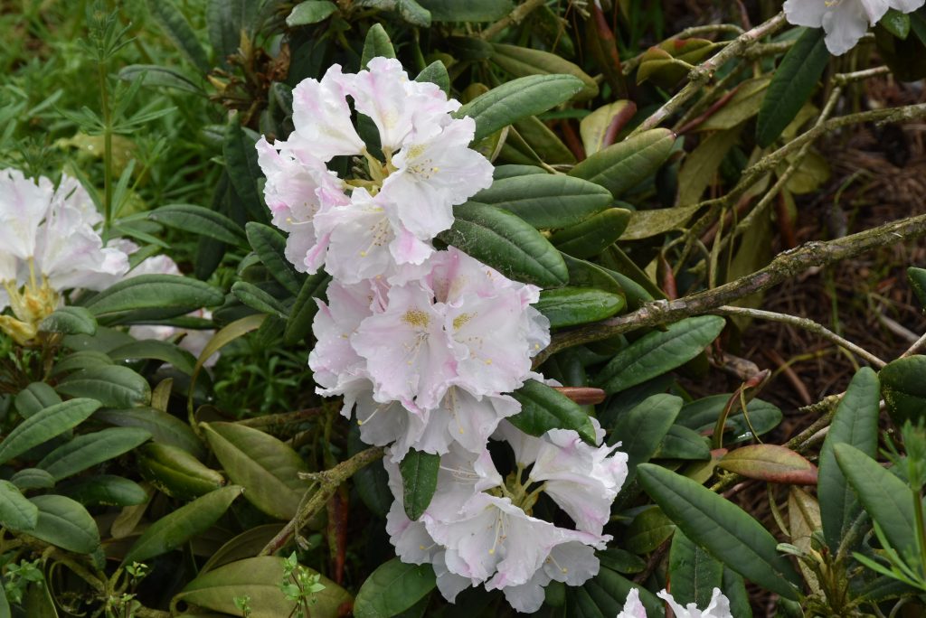 Rododendron Yakushimanum