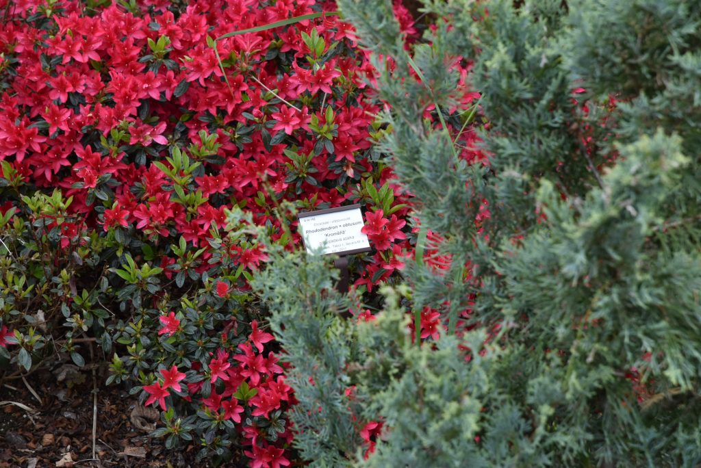 Rododendron Kroměříž