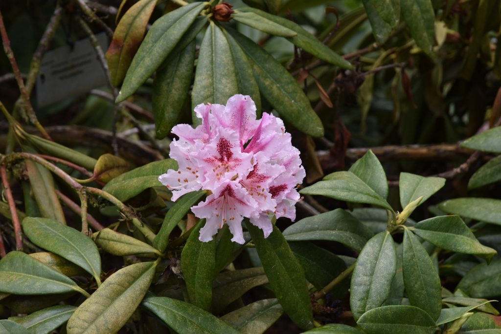 Rododendron Vivatela