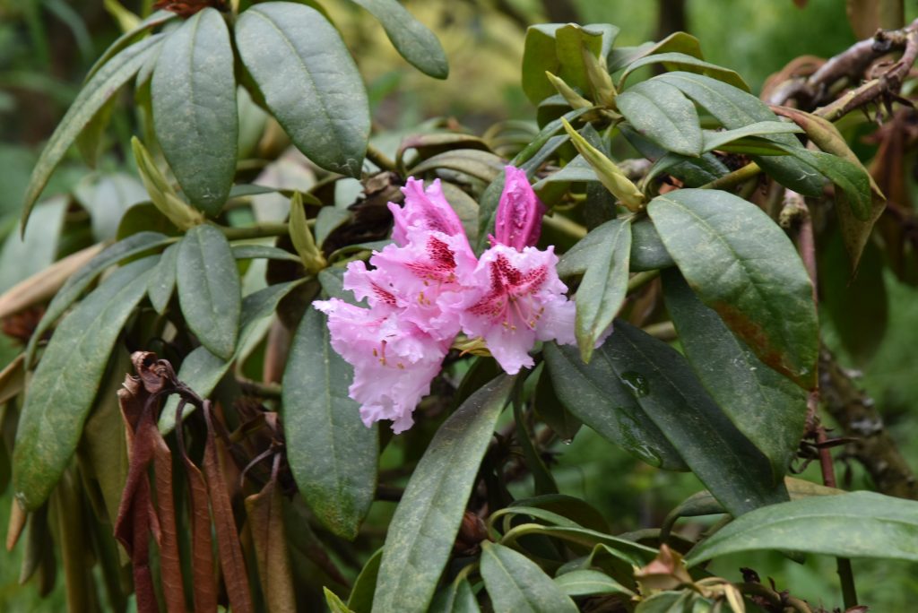 Rododendron Vivatela