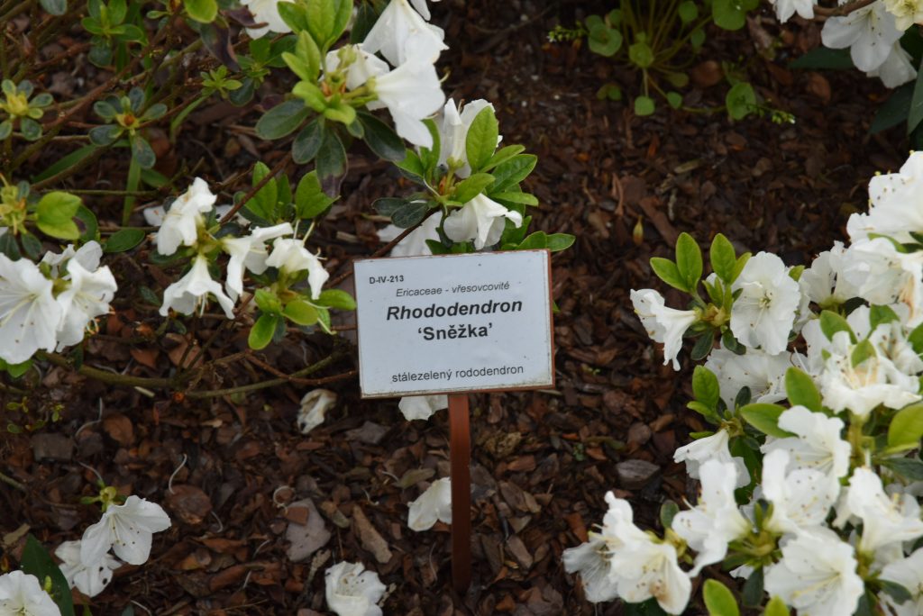 Rododendron Sněžka
