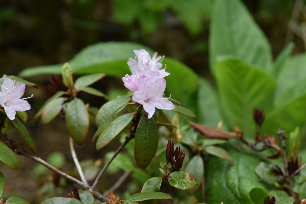 Rododendron Racemosum