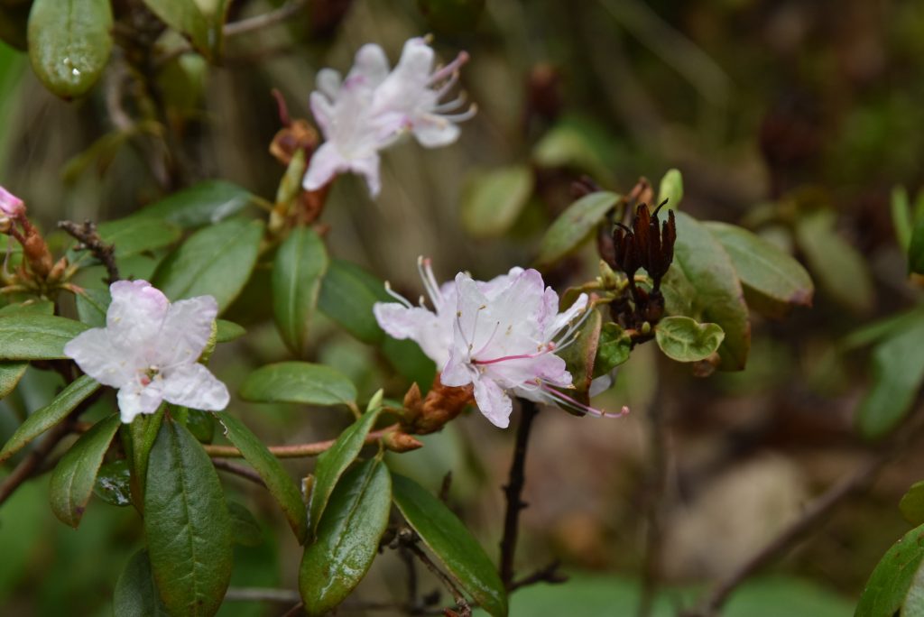 Rododendron Racemosum