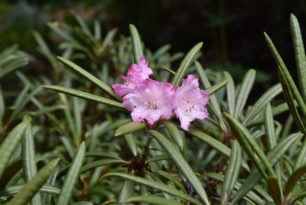 Rododendron Makinoi