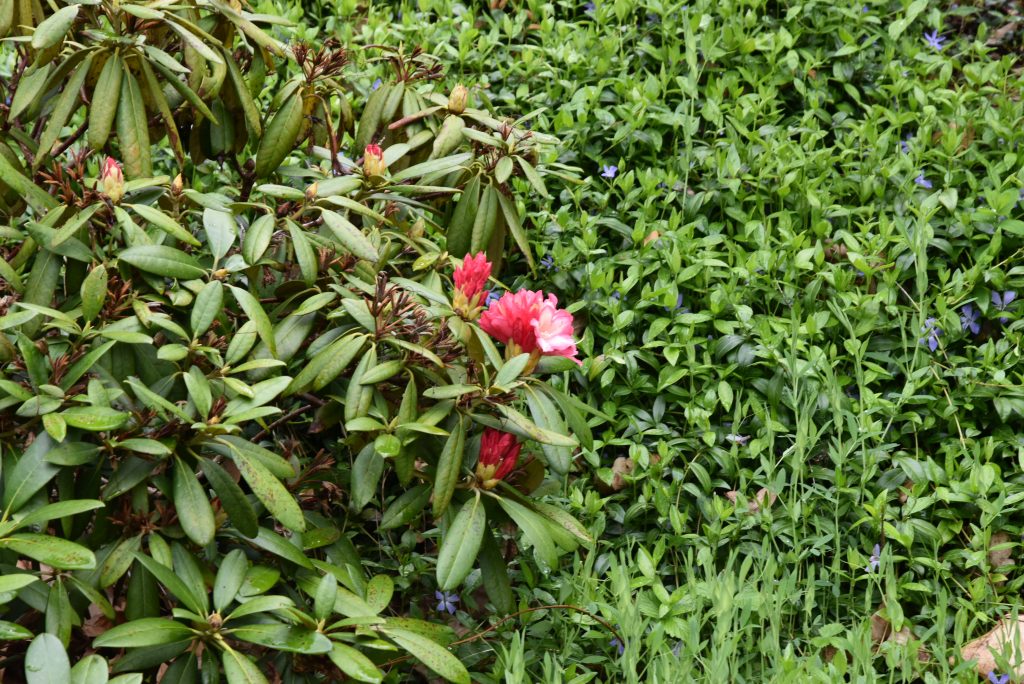Rododendron Minikin