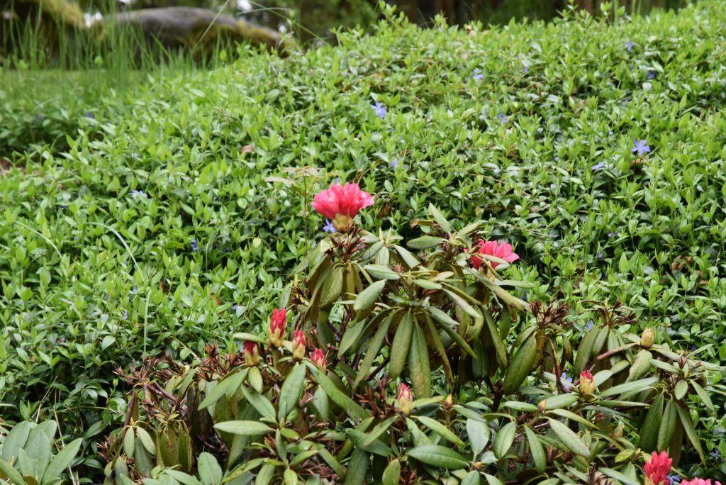 Rododendron Minikin