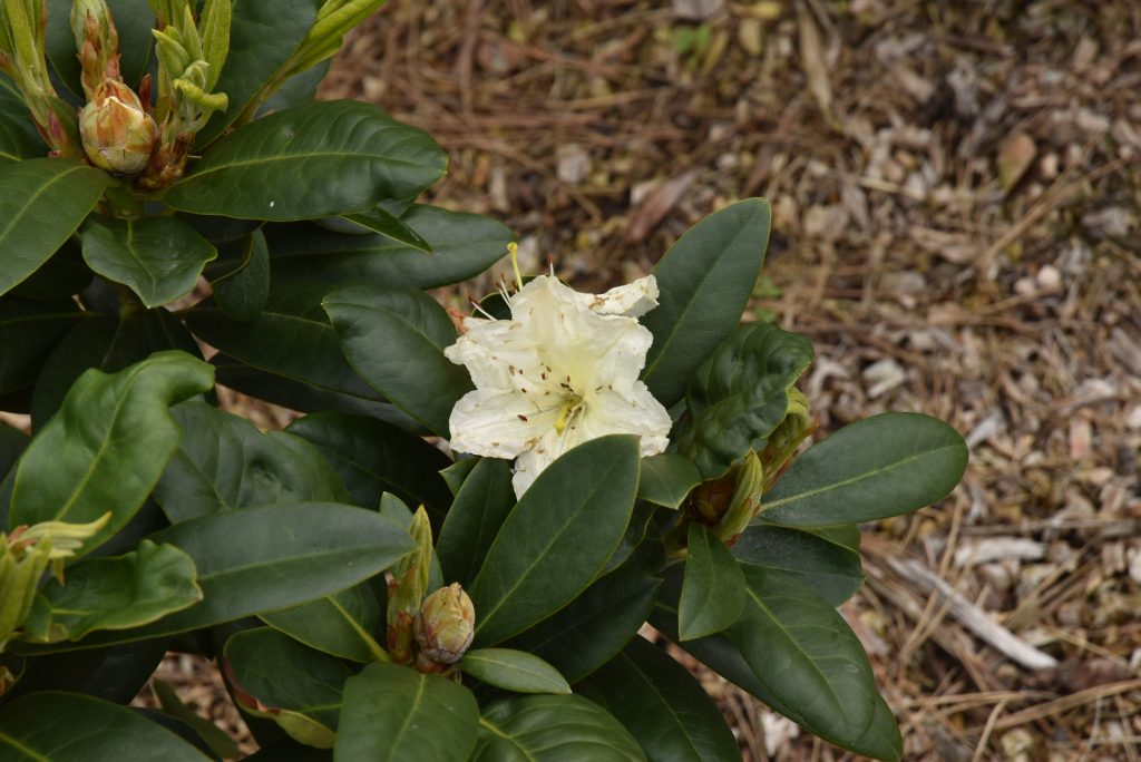 Rododendron Praděd