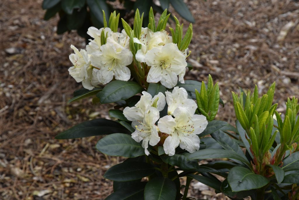 Rododendron Praděd