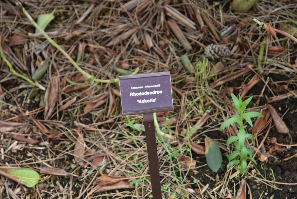 Rododendron Kokořín