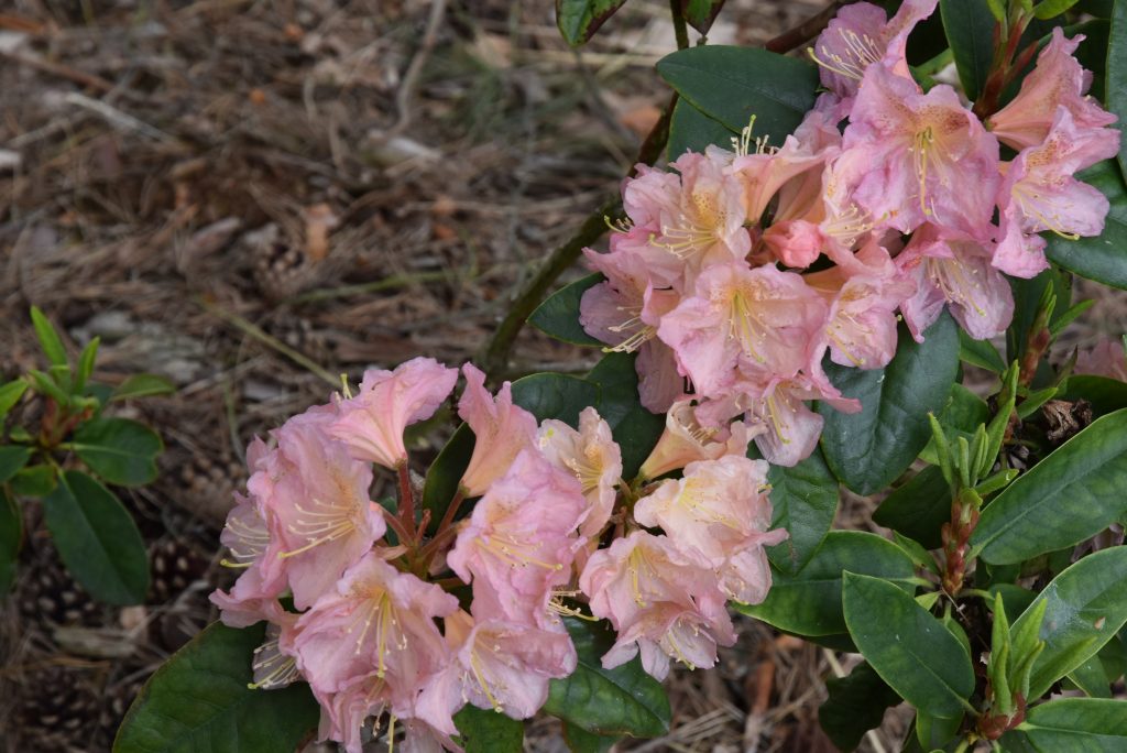 Rododendron Zvíkov