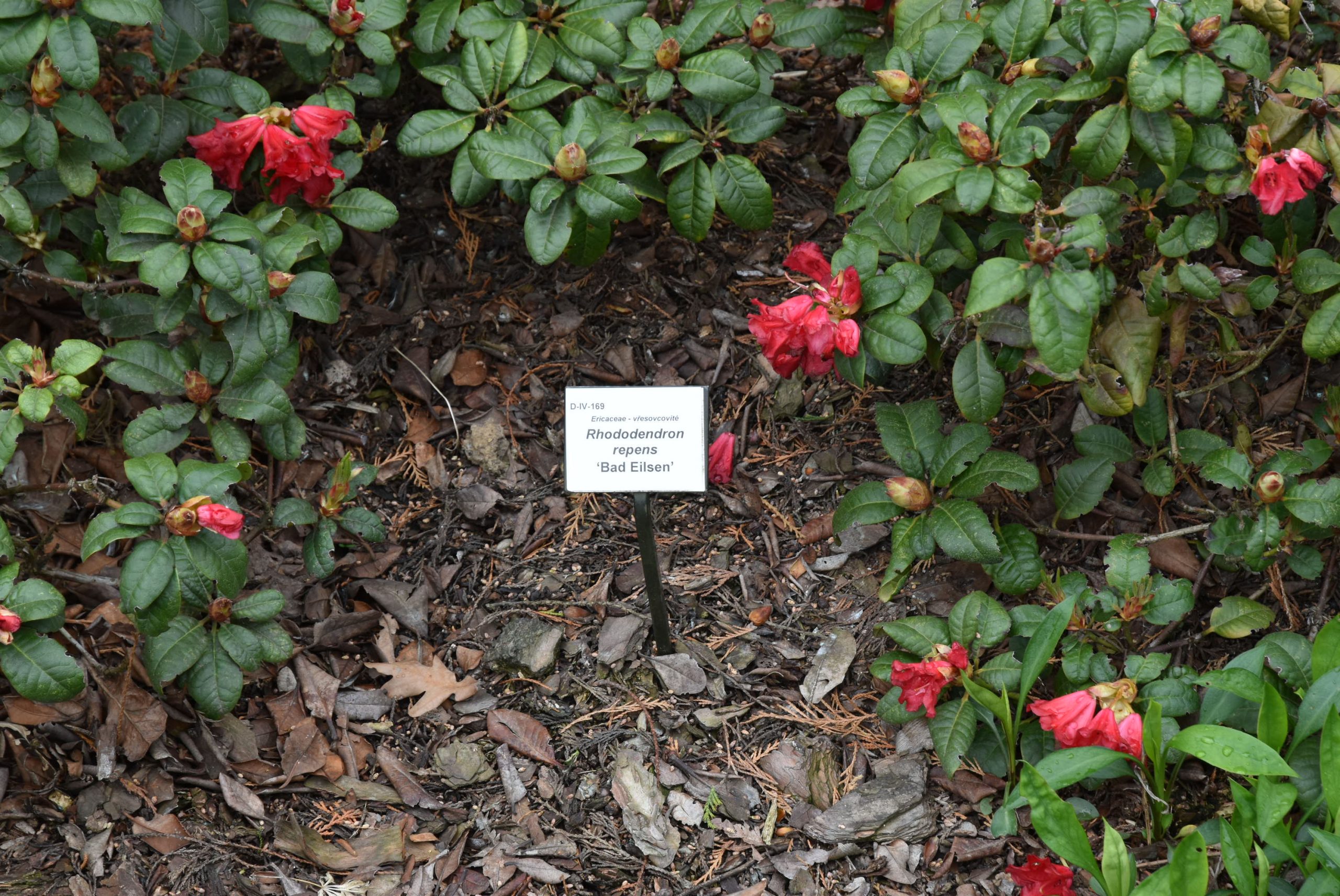 Rododendron Bad Eilsen